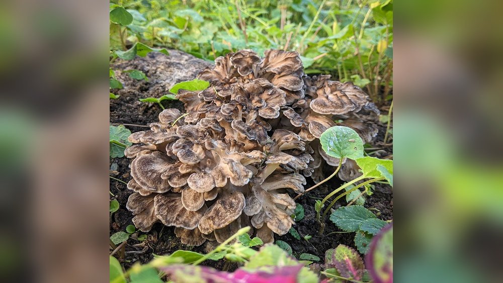 Maitake Growing Guide: Cultivating the Dancing Mushroom at Home