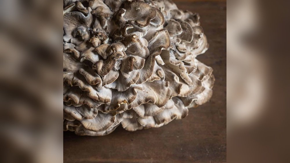 Maitake Hen of the Woods: Foraging Tips And Identification Guide