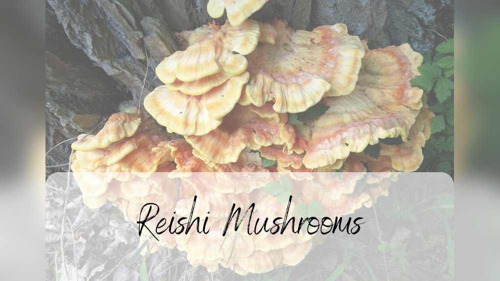 Medicinal Mushrooms And Pregnancy: What'S Safe And What'S Not And Why