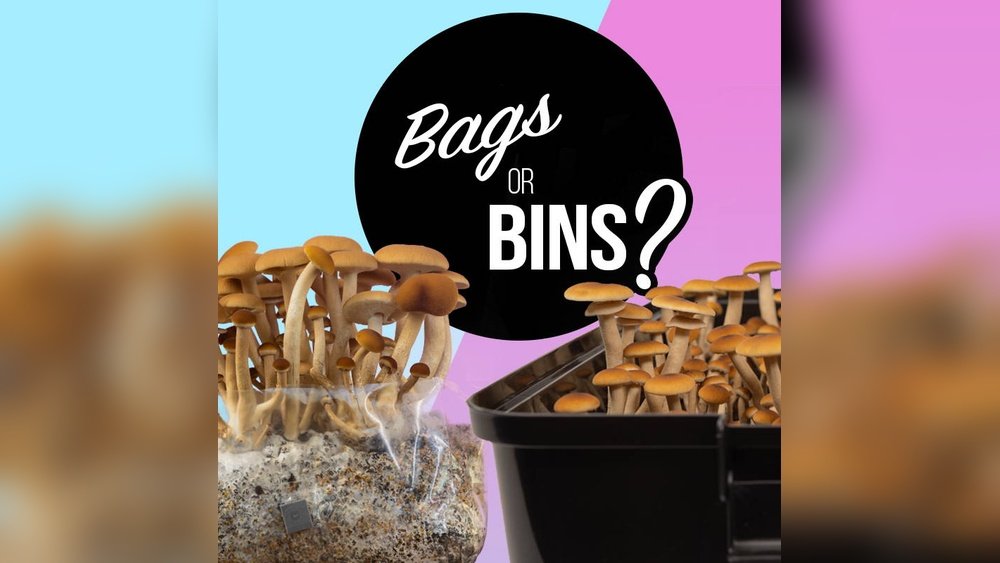 Mushroom Bag Cultivation: Techniques for High-Yield Indoor Growing