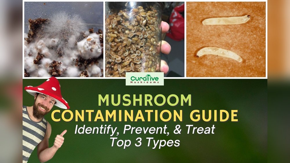 Mushroom Contamination Guide: Identifying And Preventing Mold in Your Grow