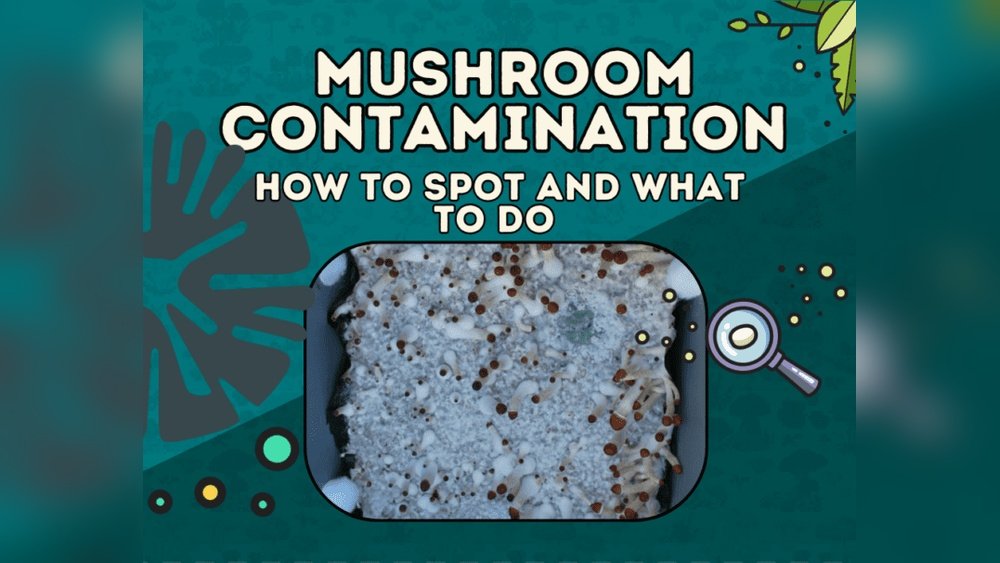 Mushroom Cultivation Contamination: Green Mold And Cobweb And Bacteria Fixes