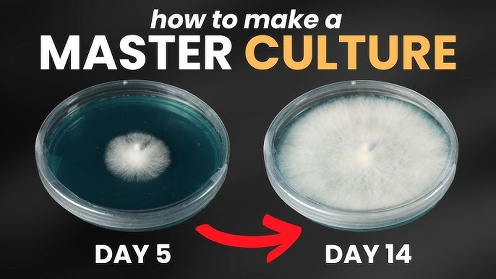 Mushroom Genetics: Understanding Strains And Clones And Senescence