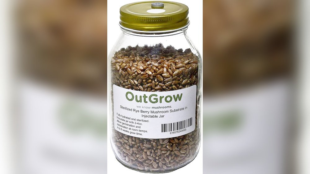 Mushroom Grain Spawn Preparation: From Rye Berries to Colonization