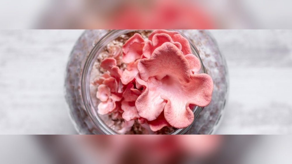 Mushroom Growing Equipment List: Everything You Need to Get Started