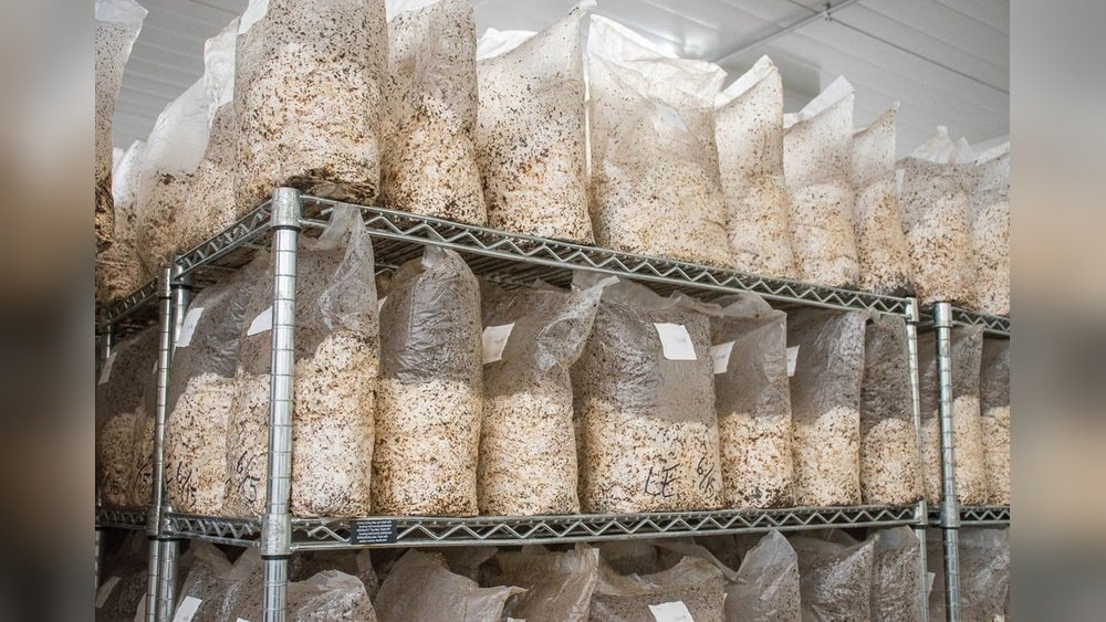 Mushroom Growing in Apartments: Small-Space Cultivation Strategies