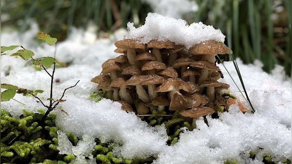 Mushroom Growing in Cold Climates: Species And Strategies That Work