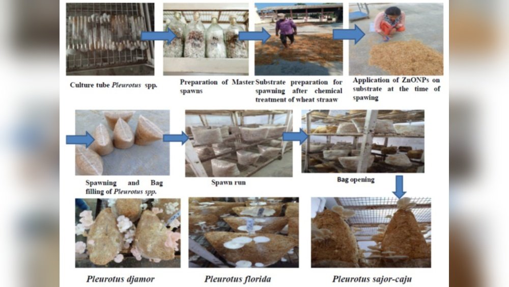Mushroom Growing in Tropical Climates: Species And Substrates And Tips