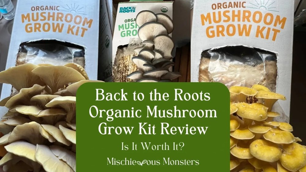 Mushroom Growing Kits Reviewed: Are They Worth the Money?