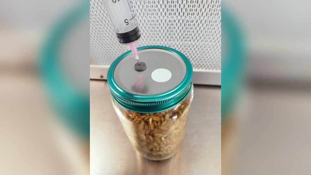 Mushroom Liquid Culture: Preparation And Storage And Inoculation Tips