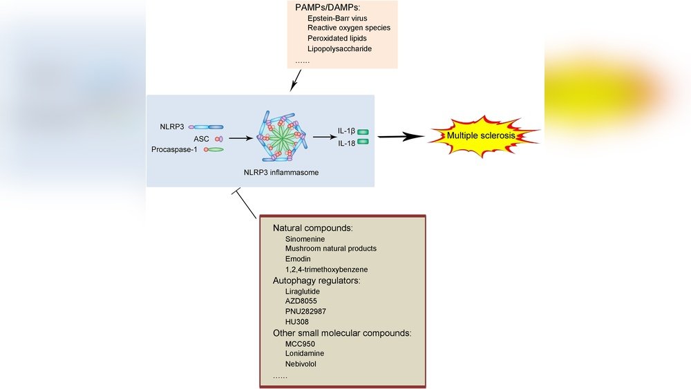 Mushroom Protocol for Irritable Bowel Syndrome: A Multi-Species Approach