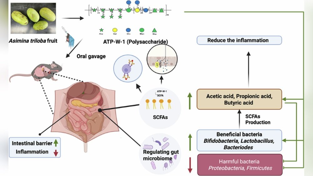 Mushroom Protocol for Ulcerative Colitis: Gut Repair And Immune Modulation