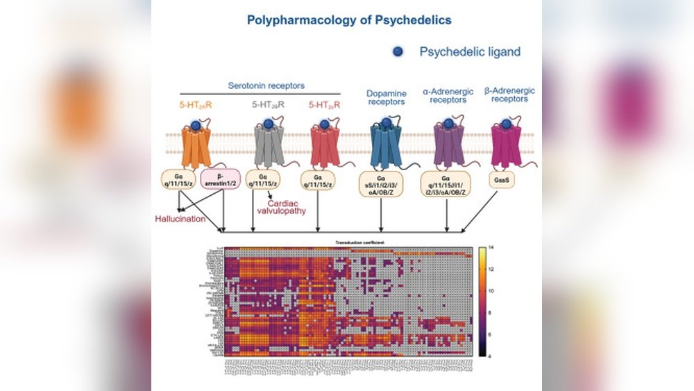 Mushroom Stacking And Polypharmacy: What Supplement Interactions to Watch