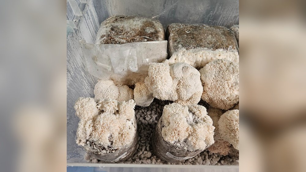 Mushroom Substrate Recipes: 5 Proven Formulas for Different Species