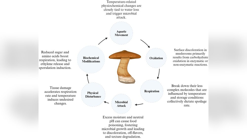 Mushroom Water Activity And Moisture Content: Keys to Proper Storage