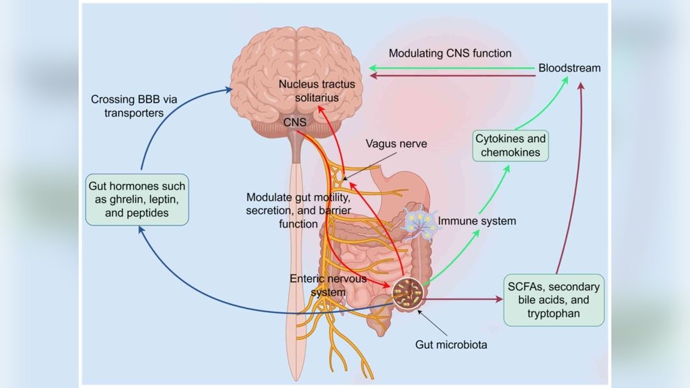 Mushrooms for Gut-Brain Axis Health: A Bidirectional Healing Protocol