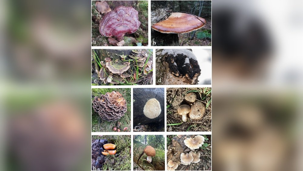 Reishi Mushroom And Heart Rate Variability: A Stress Biomarker Explained