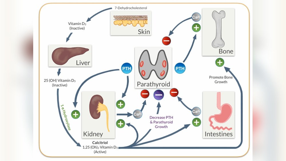 Shiitake And Bone Health: The Vitamin D And Calcium Connection