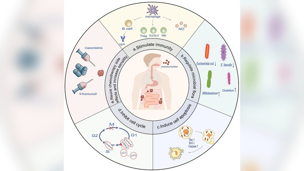 Shiitake Polysaccharides And Cancer: What Immune Activation Studies Show