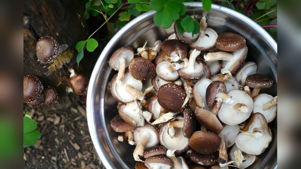 Shiitake Vitamin D Hack: How Sunlight Exposure Skyrockets Nutrient Content