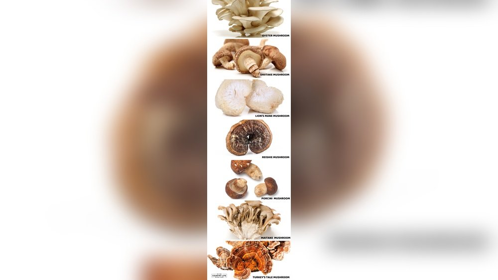 Shiitake Vs Oyster Mushroom: Culinary And Medicinal Differences
