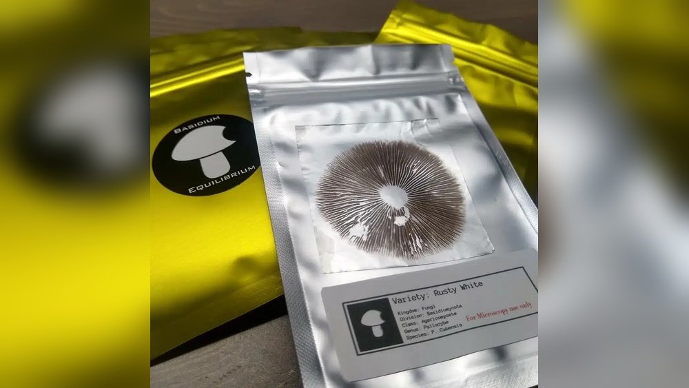 Spore Printing 101: How to Collect And Store Mushroom Spores