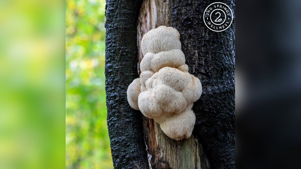 The Beginner'S Guide to Nootropic Mushrooms: Where to Start