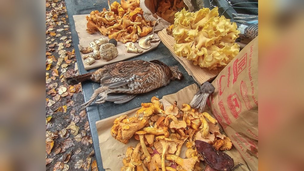 The Best Mushroom Identification Books: Our Top Picks for Field Use