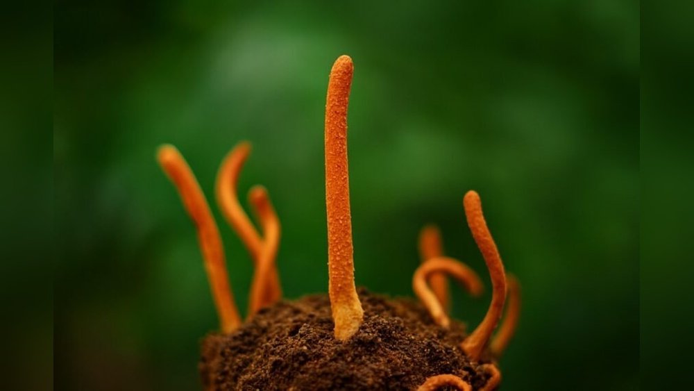 The Himalayan Origins of Cordyceps: History And Myth And Modern Science