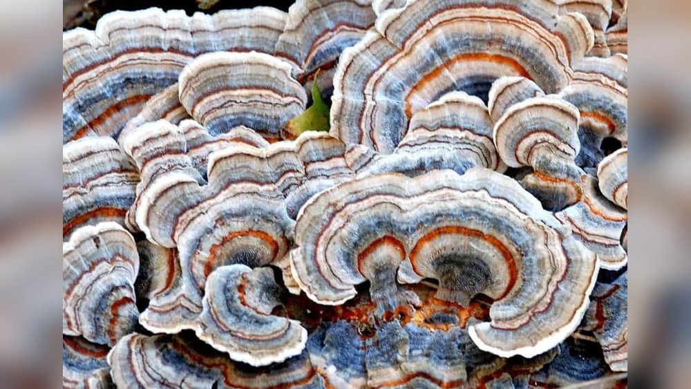 Turkey Tail for Hpv: What Emerging Research Suggests