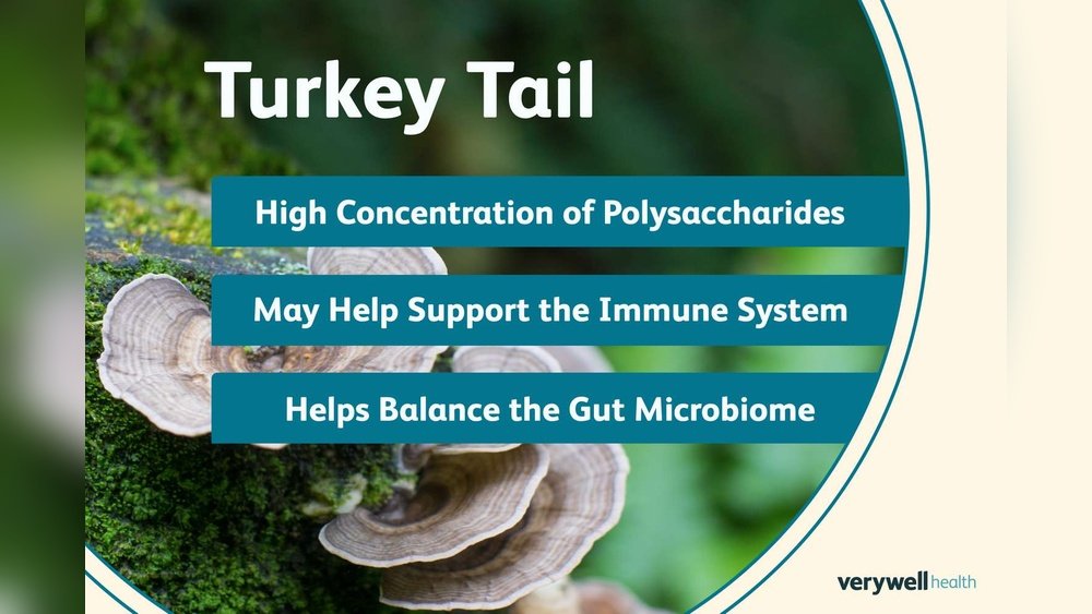 Turkey Tail Mushroom Dosage: How Much to Take for Gut Vs Immune Health