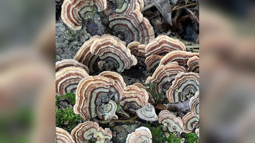 Turkey Tail Mushroom for Gut Health After Antibiotics: A Recovery Guide