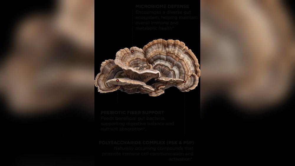 Turkey Tail Prebiotic Fiber: Feeding the Good Bacteria in Your Gut