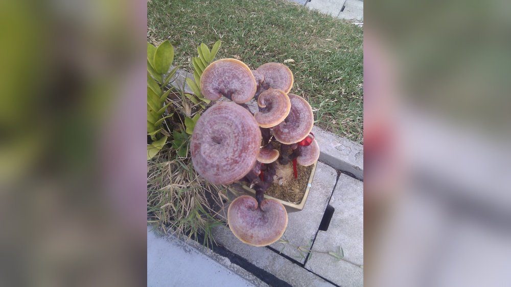 Why Reishi Is Called the 'Mushroom of Immortality' And What That Means for You