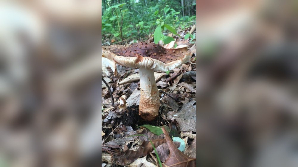 Wild Mushroom Identification Apps: How Accurate Are They Really?